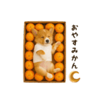 コーギーのくだらないネタスタンプ（個別スタンプ：4）