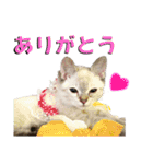 くまけみこまの日常会話（個別スタンプ：1）