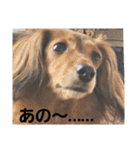 もみすずの会話（個別スタンプ：1）