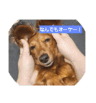 もみすずの会話（個別スタンプ：8）