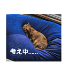 もみすずの会話（個別スタンプ：11）