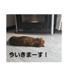 もみすずの会話（個別スタンプ：16）