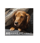 もみすずの会話（個別スタンプ：23）