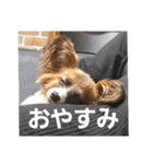 もみすずの会話（個別スタンプ：31）