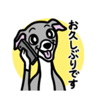 【ブルー3】1年中使えるイタグレのスタンプ（個別スタンプ：17）