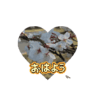 春ですね(桜ver.)（個別スタンプ：1）