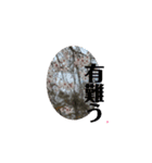 春ですね(桜ver.)（個別スタンプ：3）