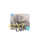 春ですね(桜ver.)（個別スタンプ：5）