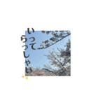 春ですね(桜ver.)（個別スタンプ：16）