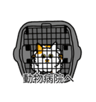 猫あるある（ぶち猫（白茶）／長毛）（個別スタンプ：8）