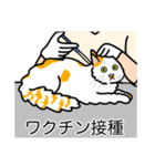 猫あるある（ぶち猫（白茶）／長毛）（個別スタンプ：9）