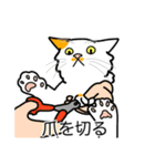 猫あるある（ぶち猫（白茶）／長毛）（個別スタンプ：11）