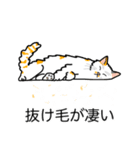 猫あるある（ぶち猫（白茶）／長毛）（個別スタンプ：13）