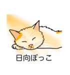 猫あるある（ぶち猫（白茶）／長毛）（個別スタンプ：16）