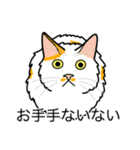 猫あるある（ぶち猫（白茶）／長毛）（個別スタンプ：19）