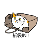 猫あるある（ぶち猫（白茶）／長毛）（個別スタンプ：20）