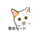 猫あるある（ぶち猫（白茶）／長毛）（個別スタンプ：23）