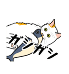 猫あるある（ぶち猫（白茶）／長毛）（個別スタンプ：24）