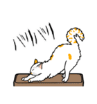 猫あるある（ぶち猫（白茶）／長毛）（個別スタンプ：28）