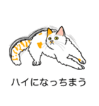 猫あるある（ぶち猫（白茶）／長毛）（個別スタンプ：38）