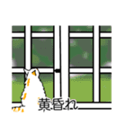 猫あるある（ぶち猫（白茶）／長毛）（個別スタンプ：40）