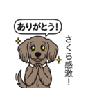 ワイマラナーの「さくら」（個別スタンプ：3）