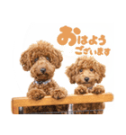 トイプードルかなめとまりん（個別スタンプ：1）