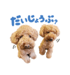 トイプードルかなめとまりん（個別スタンプ：8）