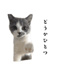感情激しめスタンプ猫様（個別スタンプ：1）