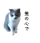 感情激しめスタンプ猫様（個別スタンプ：2）