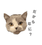 感情激しめスタンプ猫様（個別スタンプ：3）