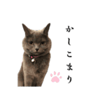 感情激しめスタンプ猫様（個別スタンプ：6）