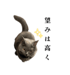 感情激しめスタンプ猫様（個別スタンプ：7）