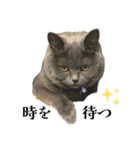 感情激しめスタンプ猫様（個別スタンプ：8）