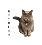感情激しめスタンプ猫様（個別スタンプ：9）
