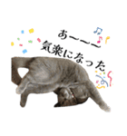 感情激しめスタンプ猫様（個別スタンプ：11）