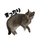 感情激しめスタンプ猫様（個別スタンプ：14）