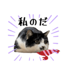 感情激しめスタンプ猫様（個別スタンプ：16）