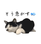 感情激しめスタンプ猫様（個別スタンプ：17）