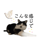 感情激しめスタンプ猫様（個別スタンプ：19）