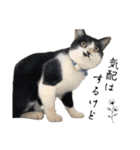 感情激しめスタンプ猫様（個別スタンプ：20）