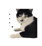 感情激しめスタンプ猫様（個別スタンプ：21）