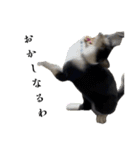 感情激しめスタンプ猫様（個別スタンプ：22）