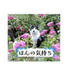 感情激しめスタンプ猫様（個別スタンプ：24）