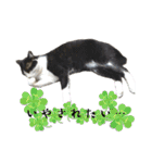 感情激しめスタンプ猫様（個別スタンプ：26）