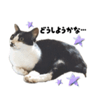 感情激しめスタンプ猫様（個別スタンプ：28）