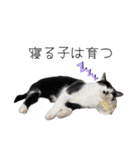 感情激しめスタンプ猫様（個別スタンプ：29）