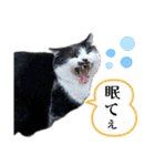 感情激しめスタンプ猫様（個別スタンプ：30）
