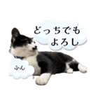 感情激しめスタンプ猫様（個別スタンプ：31）