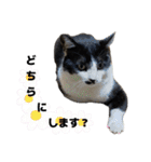 感情激しめスタンプ猫様（個別スタンプ：32）